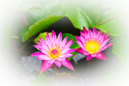 Flowers Background , Beautiful Pink Lotusの写真素材