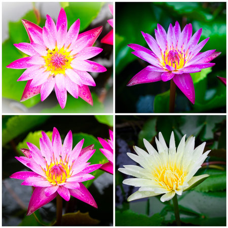 Photo set   Lotus flowers  water lily の写真素材
