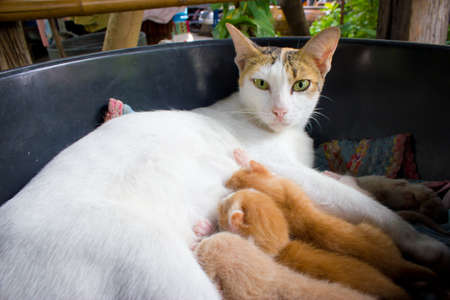 Cat Nursing her Kittens,mother cat with kittens sleepingの写真素材