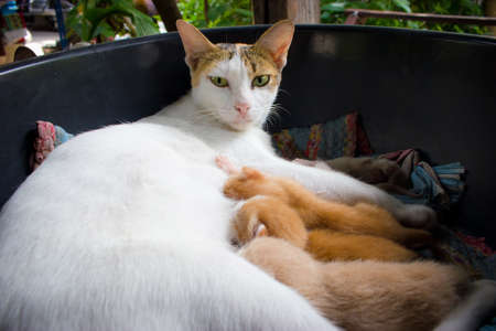 Cat feeds a kittens , Cat nursing her kittens.の写真素材