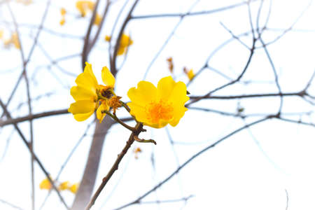 Yellow silk cotton tree flowersの写真素材