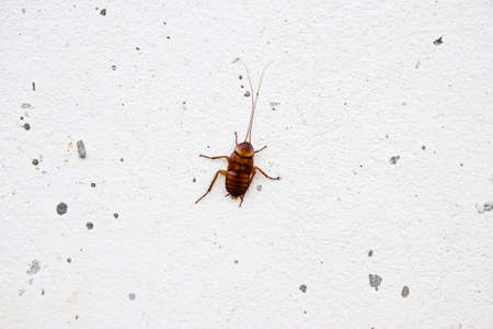 Cockroach on wallの写真素材