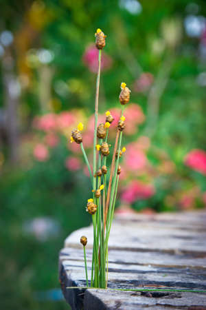 wildflowers on wooden tableの写真素材