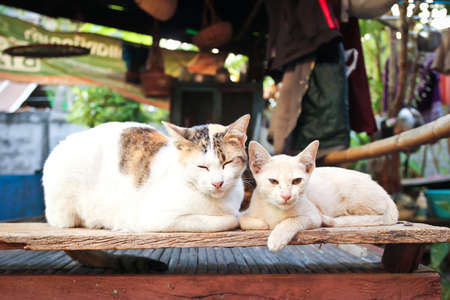 mother cat and little kittensの写真素材