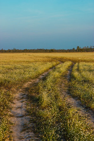 Summer landscape road lane on  meadow .