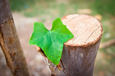 New leaves heart shape growing on tree stump. (new life concept)の写真素材