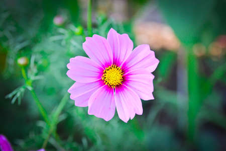 Macro of colorful beautiful bloom pink cosmos flower.の写真素材