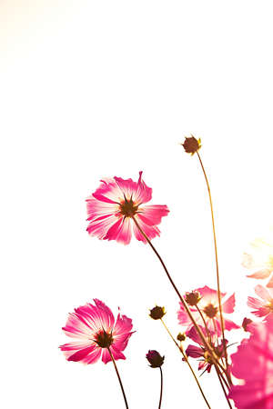 Flowers cosmos flowers on white. (filetr image)の写真素材