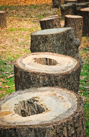 stump in the forestの写真素材