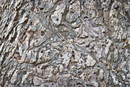 Tree bark texture.  Backgroundの写真素材