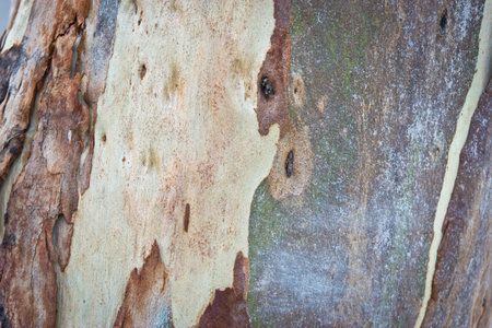 Bark texture of eucalyptusの写真素材