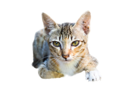 Little kitten portrait on white background.の写真素材