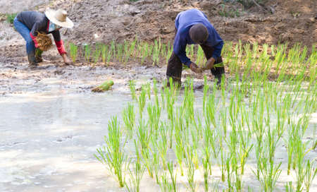 Rice farmers on rice field in Thailandの写真素材