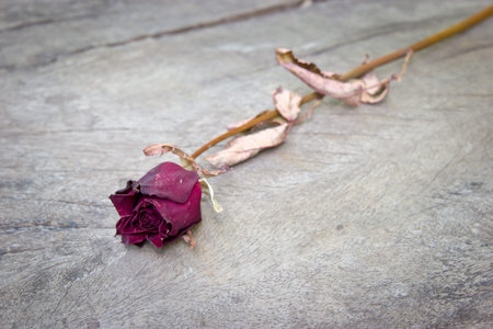 Dry rose flower on wood background.の写真素材