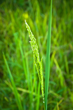 close up ear of rice in rice field.の写真素材
