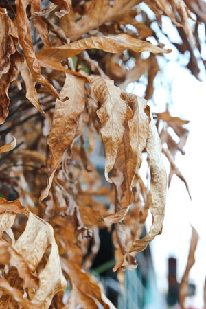 dry leaf on tree