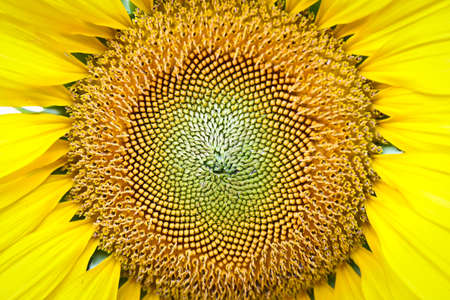 Close-up macro shot a sunflowerの写真素材