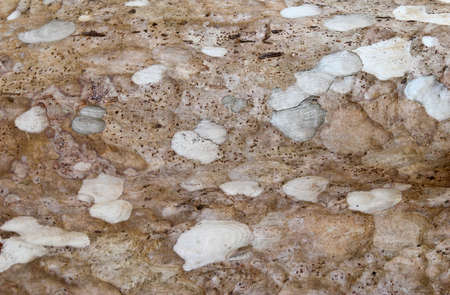 tree bark  texture background.の写真素材
