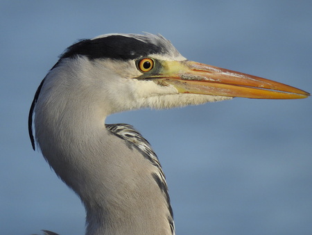 Heron head close-upの写真素材