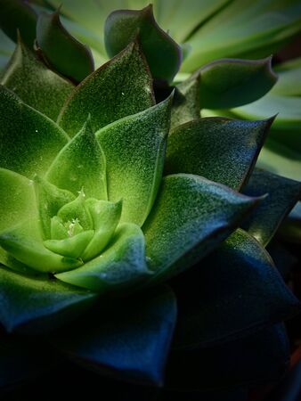 Succulent plant in dark and vivid greenの写真素材