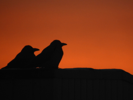 Two hooded birds sit on a roof at sunsetの写真素材