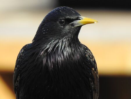 Starling close-upの写真素材