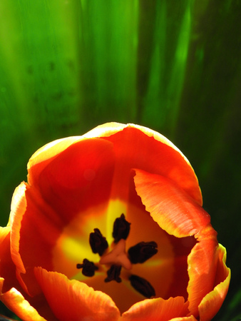 Red tulip with yellow in the center and the edges of petals in a green vaseの写真素材
