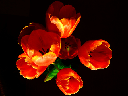 Bouquet of red tulips in sunlightの写真素材