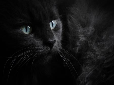 Close-up and selective focus picture of a norwegian forest cat with blue and green eyesの写真素材