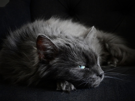 Sleepy norwegian forest cat giving an irritated look at cameraの写真素材