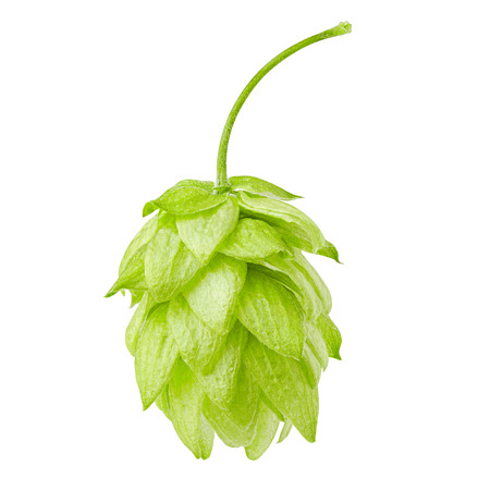 green hop, isolated on white background, clipping path, full depth of fieldの写真素材