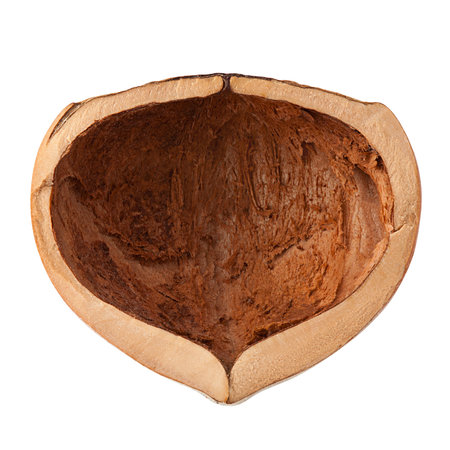 hazelnut half isolated on white background, clipping path, full depth of field