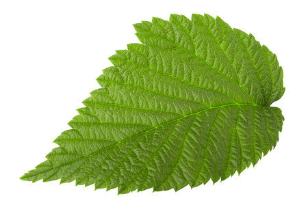 Raspberry leaves isolated on white background, full depth of field