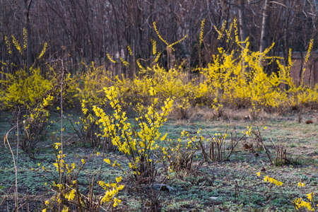 Yellow flowers blossomed on bushes.の写真素材