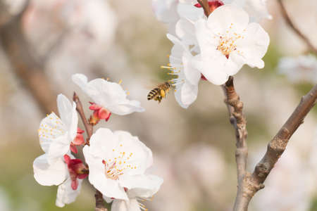A little single bee working on its job with heavy load on feet between flowers.の写真素材