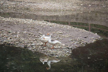 Two geese stand on the edge of an small island in a pool with their reflections in the pond.の写真素材