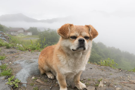 Unhappy dog sits on the ground.の写真素材