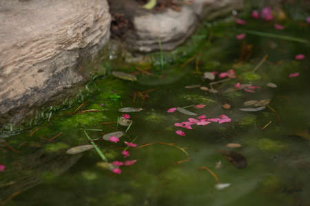 Drop flower petals floating on water beside two rocks.の写真素材