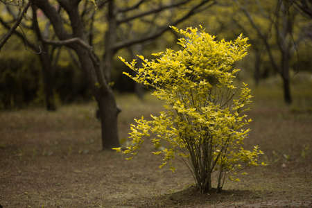 A low bush surrounded by tall trees.の写真素材