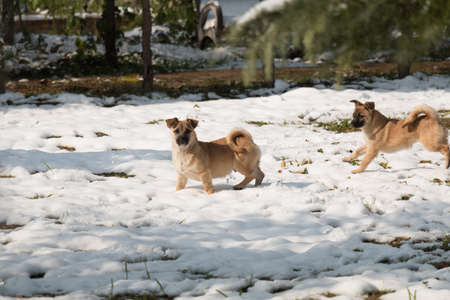 Two little dogs playing on the snow in a sunny day.の写真素材