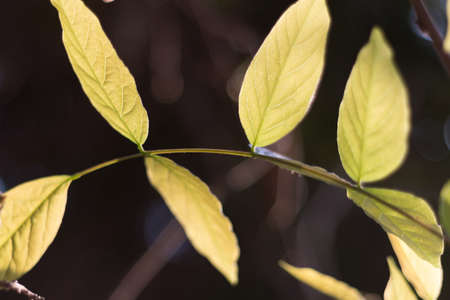 Several leafs attached on a curved banch.の写真素材