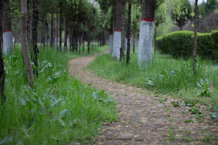 A path in the grove.の写真素材