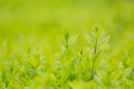 Tender green shoots.の写真素材