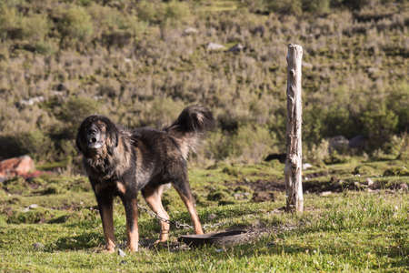 Tibetan Mastiff staring at you and starting to bark.の写真素材