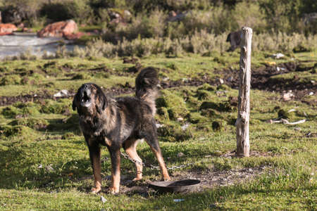 Tibetan Mastiff barking loudly.の写真素材