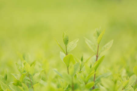 New born kelly tender shoots.の写真素材