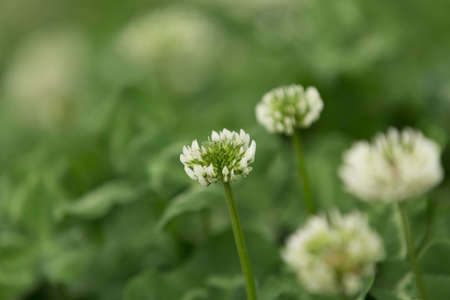 Four white flowers on the gound.の写真素材