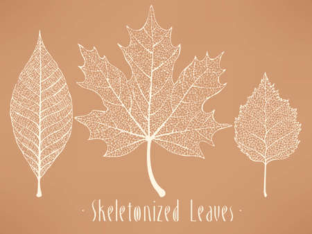 Vector collection of white and light blue skeletonized leavesのイラスト素材