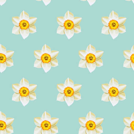 white daffodil seamless background patternのイラスト素材