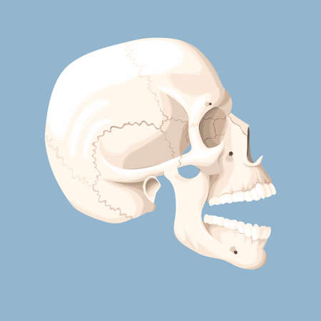 Vector illustration of human skull with open mouthのイラスト素材